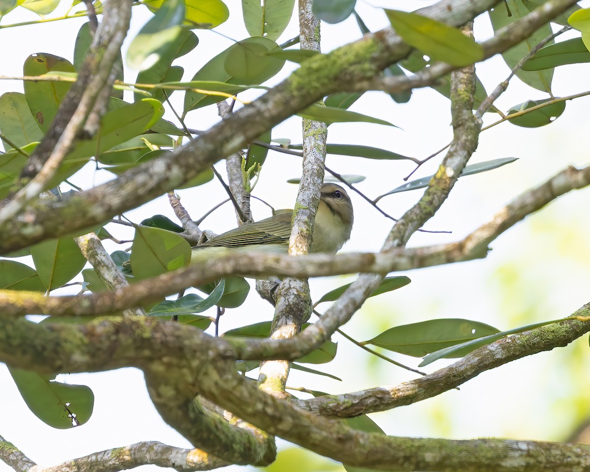 Black-whiskered Vireo - ML644345824