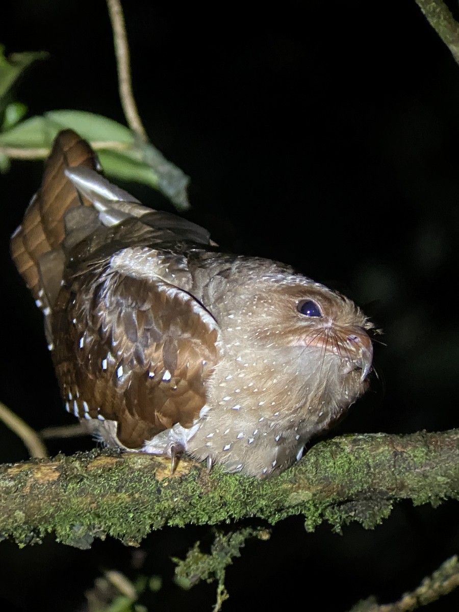 fettfugl - ML644345828