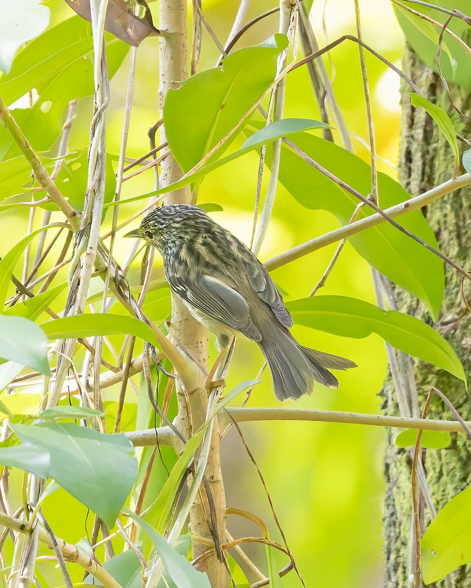 Arrowhead Warbler - ML644345829