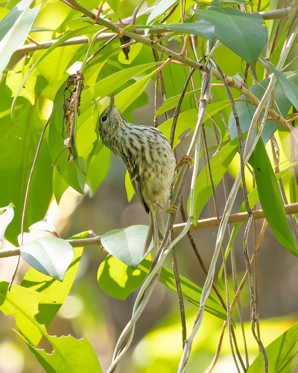 Arrowhead Warbler - ML644345830