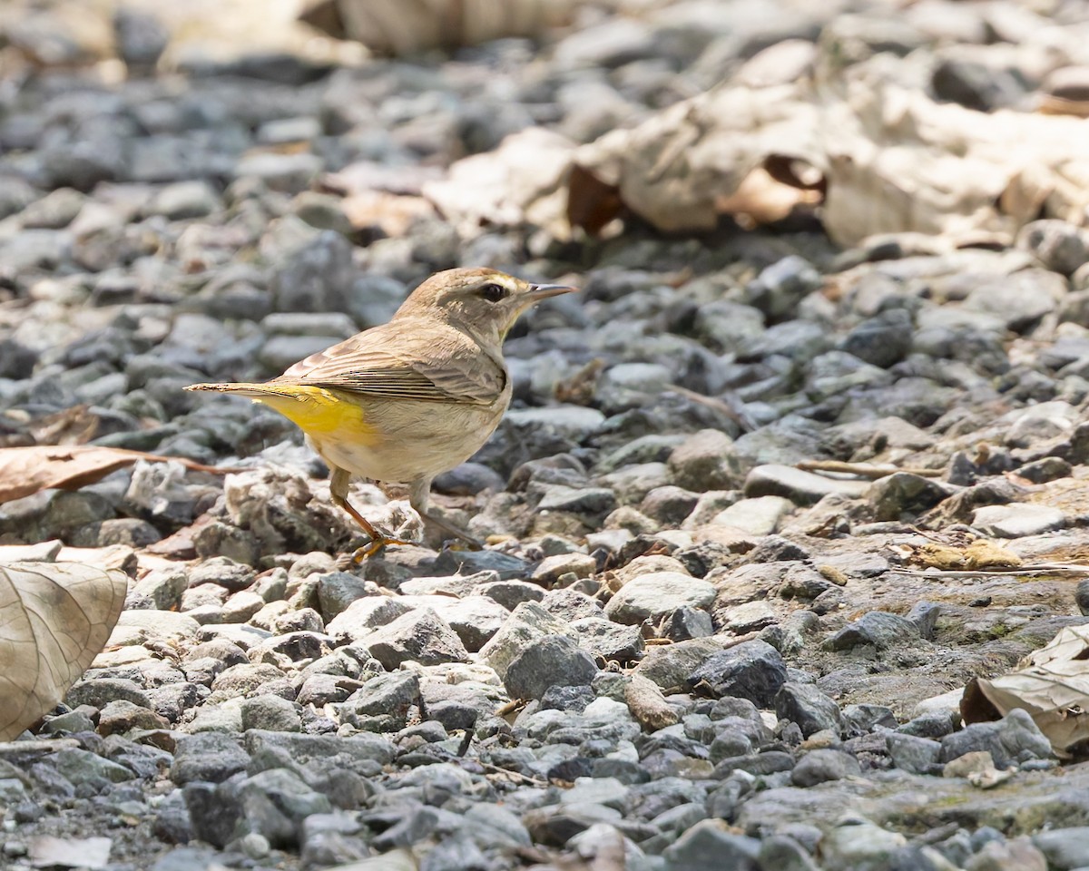 Palm Warbler - ML644345842