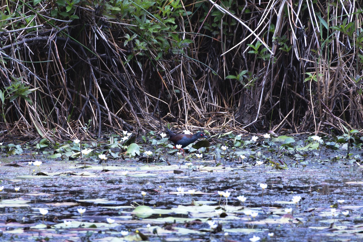 Spotless Crake - ML644345852
