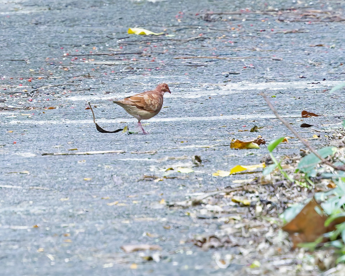 holub hnědočervený - ML644345861