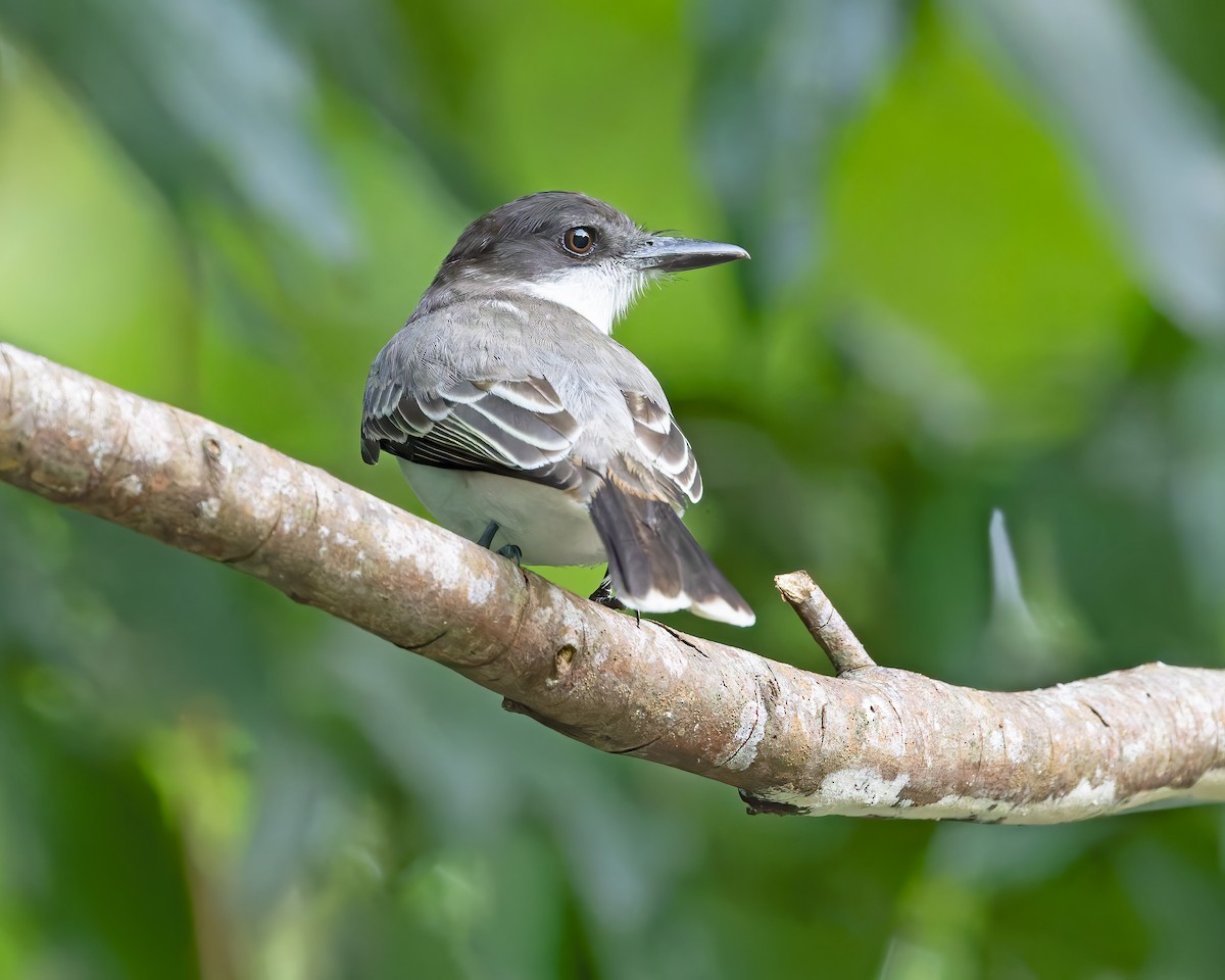 Loggerhead Kingbird - ML644345871