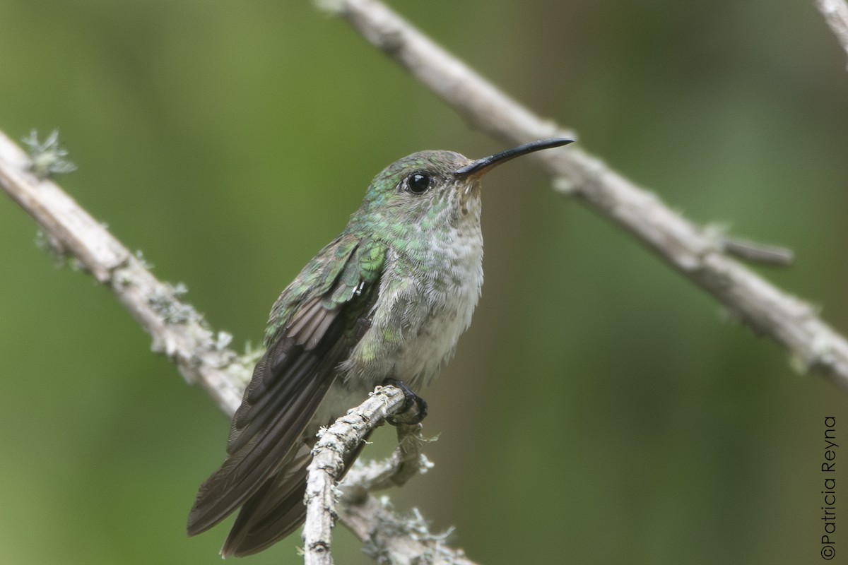 Green-and-white Hummingbird - ML644345873