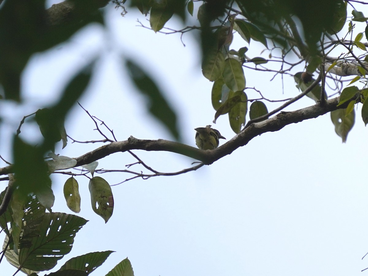 Wing-barred Piprites - ML644345877