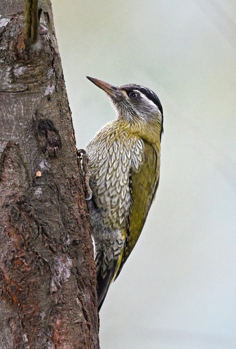 Streak-throated Woodpecker - ML644345883