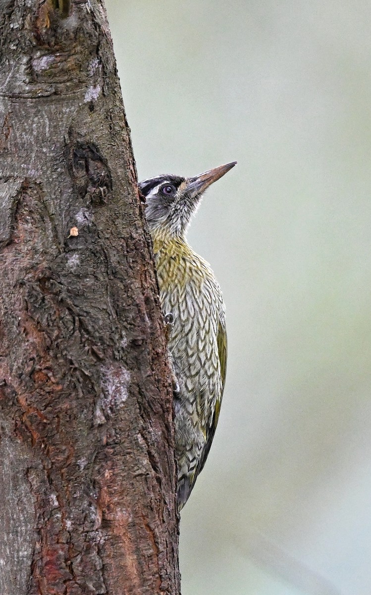 Streak-throated Woodpecker - ML644345884