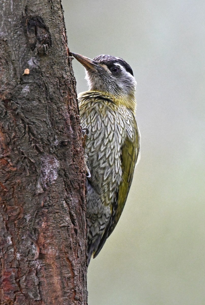 Streak-throated Woodpecker - ML644345885