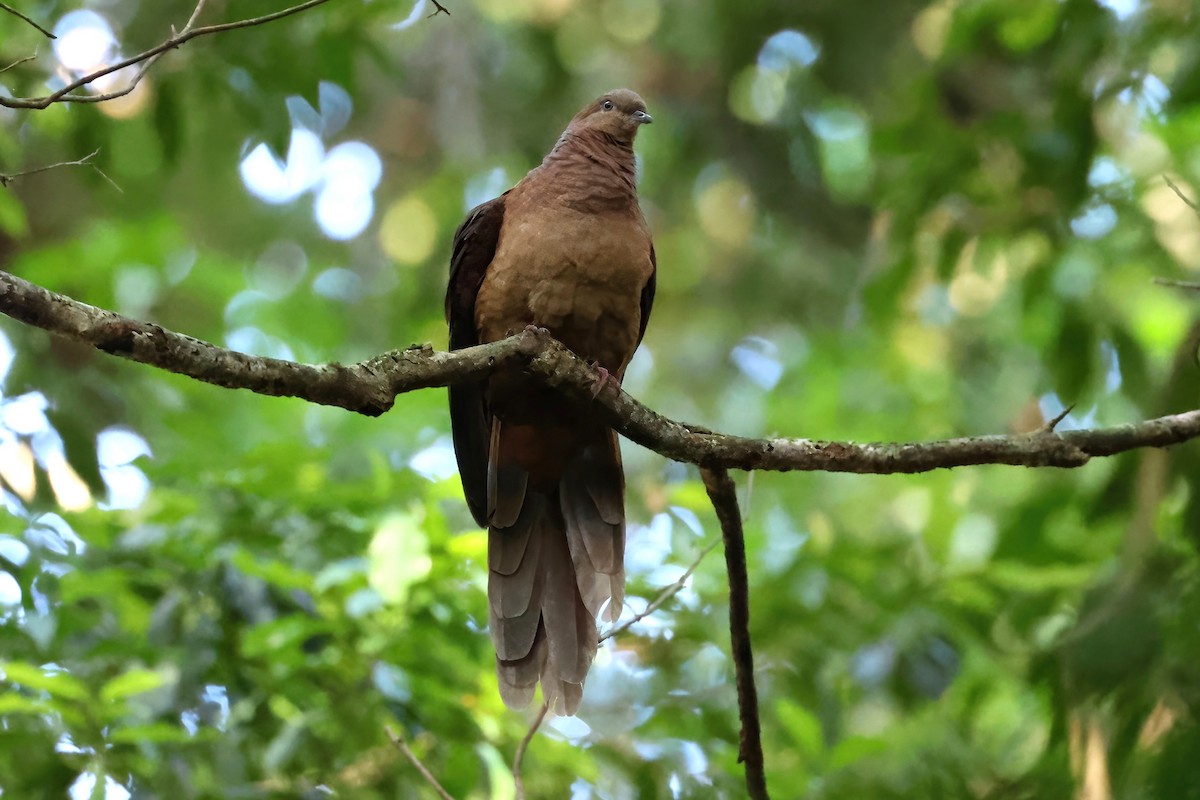 Phasianelle brune - ML644345895