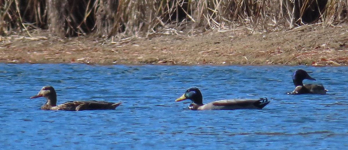 Canard colvert - ML644345913