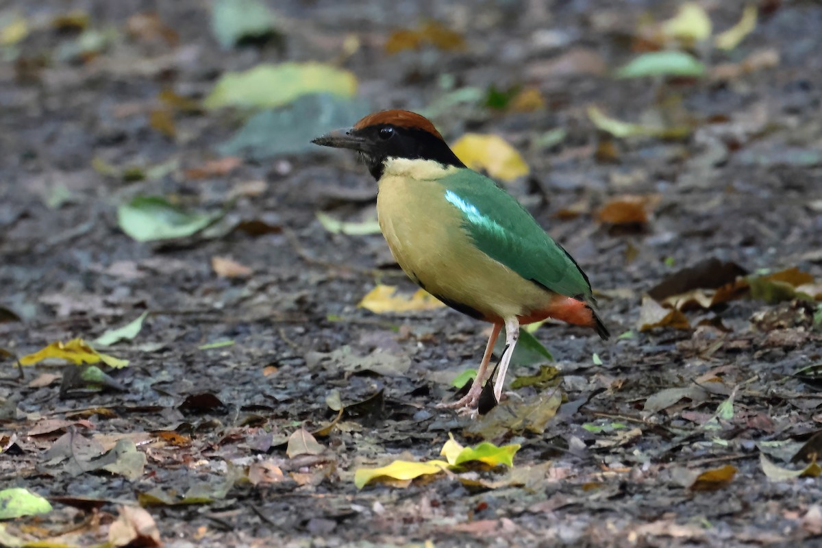 Noisy Pitta - ML644345914