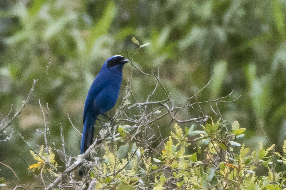 White-collared Jay - ML644345917