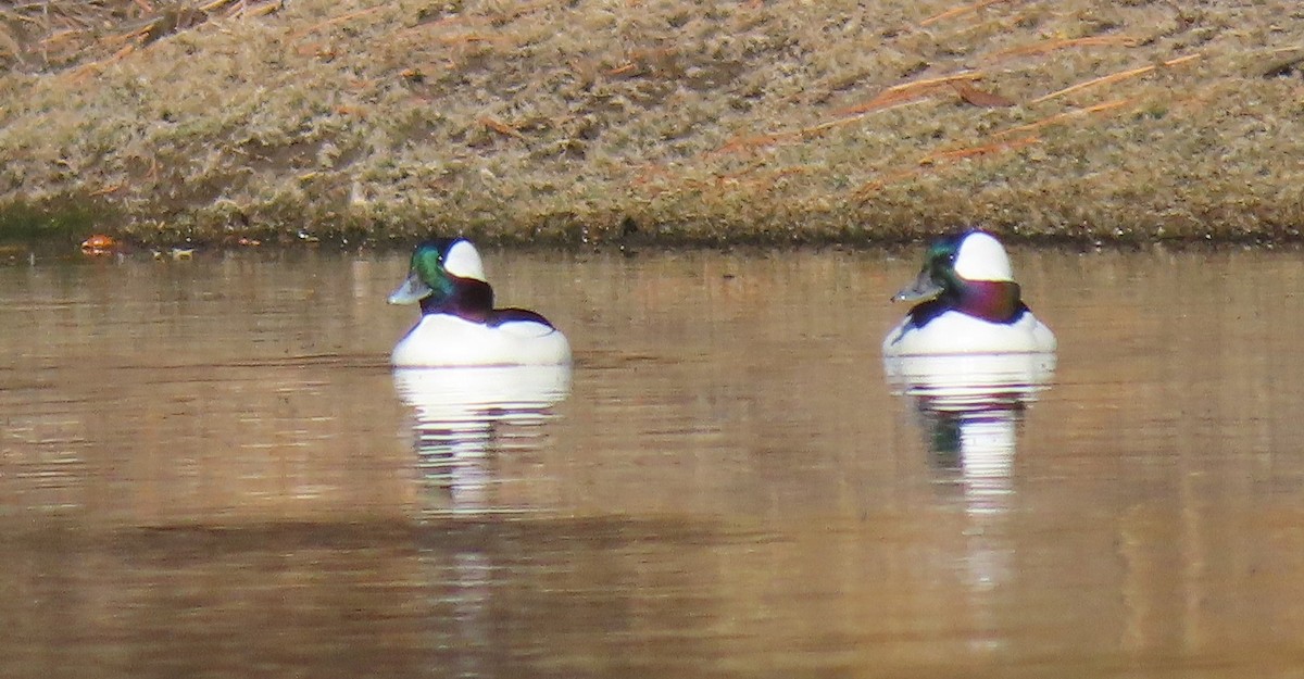 Bufflehead - ML644345924
