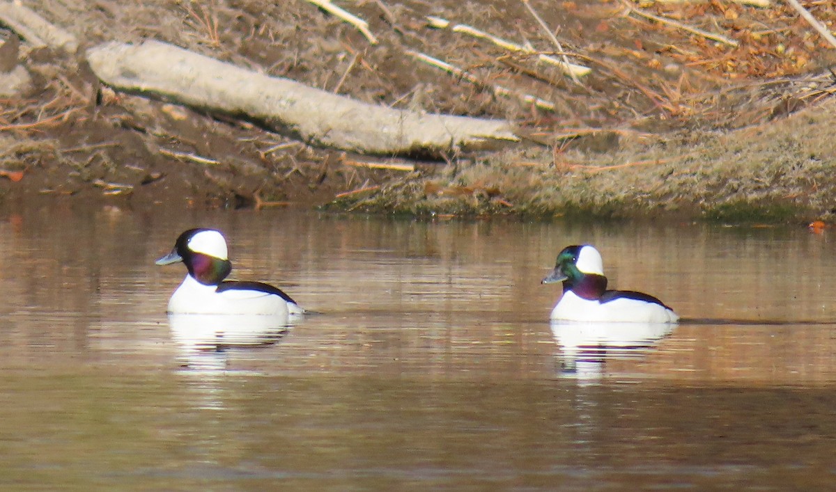 Bufflehead - ML644345925