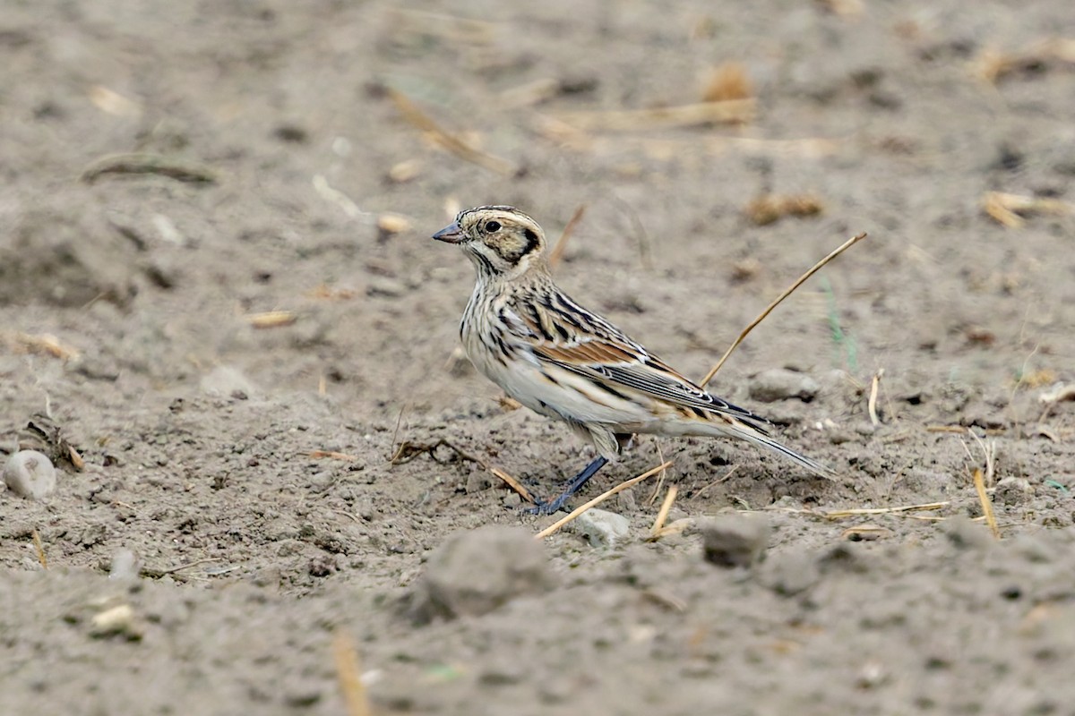 Lapland Longspur - ML644345928