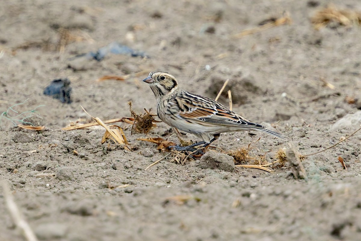 Lapland Longspur - ML644345929