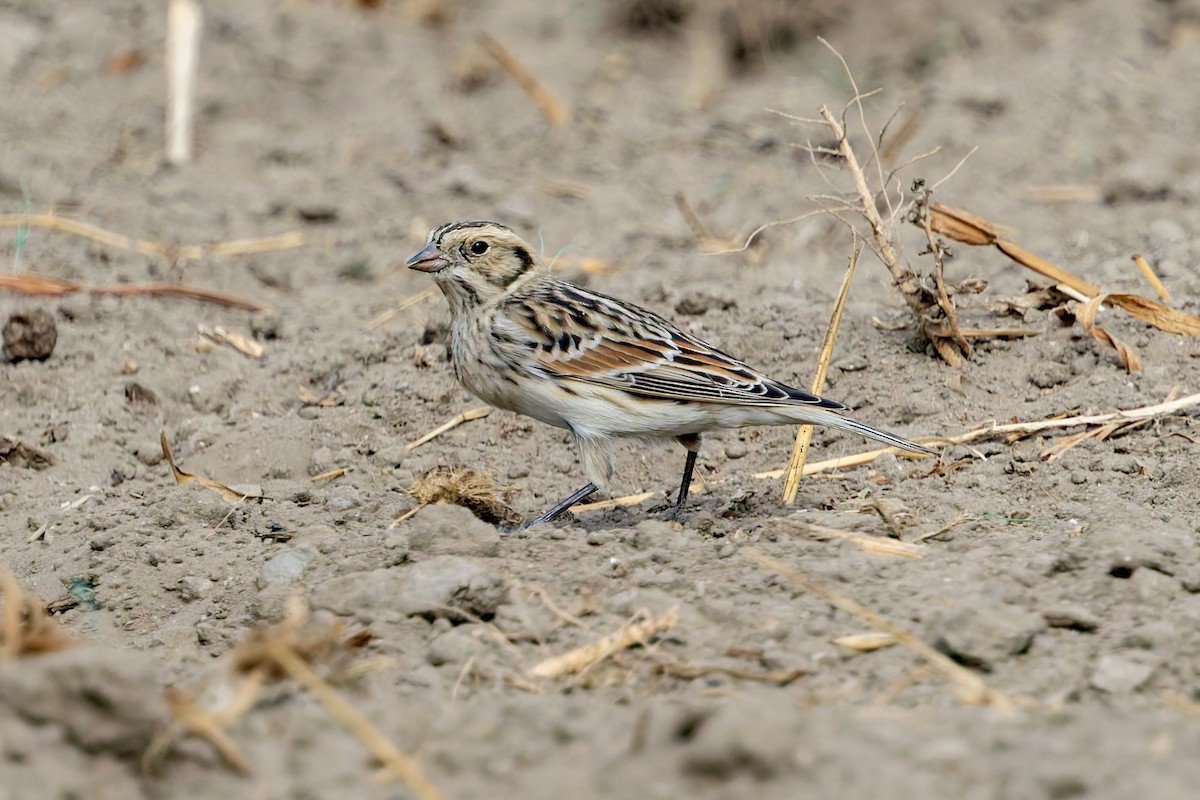 Lapland Longspur - ML644345930