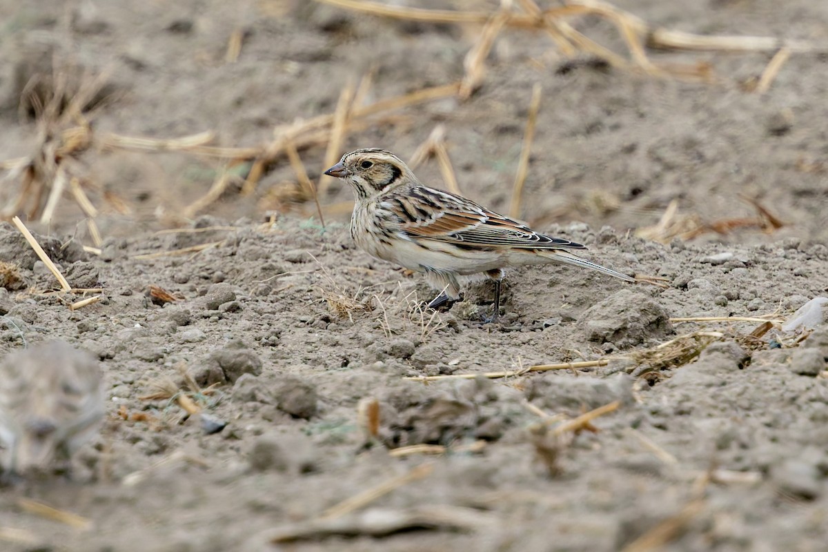 Lapland Longspur - ML644345931