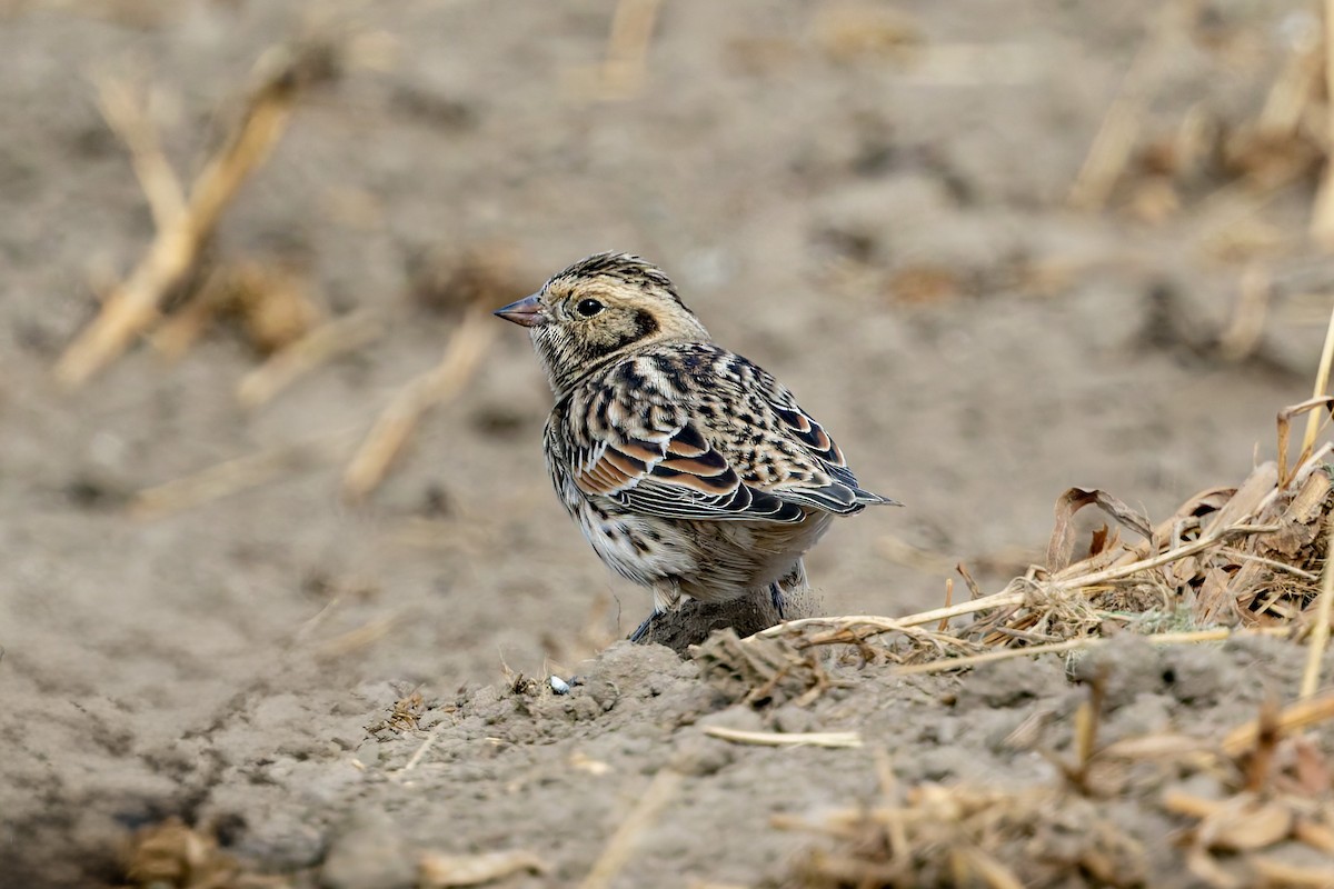 Lapland Longspur - ML644345932