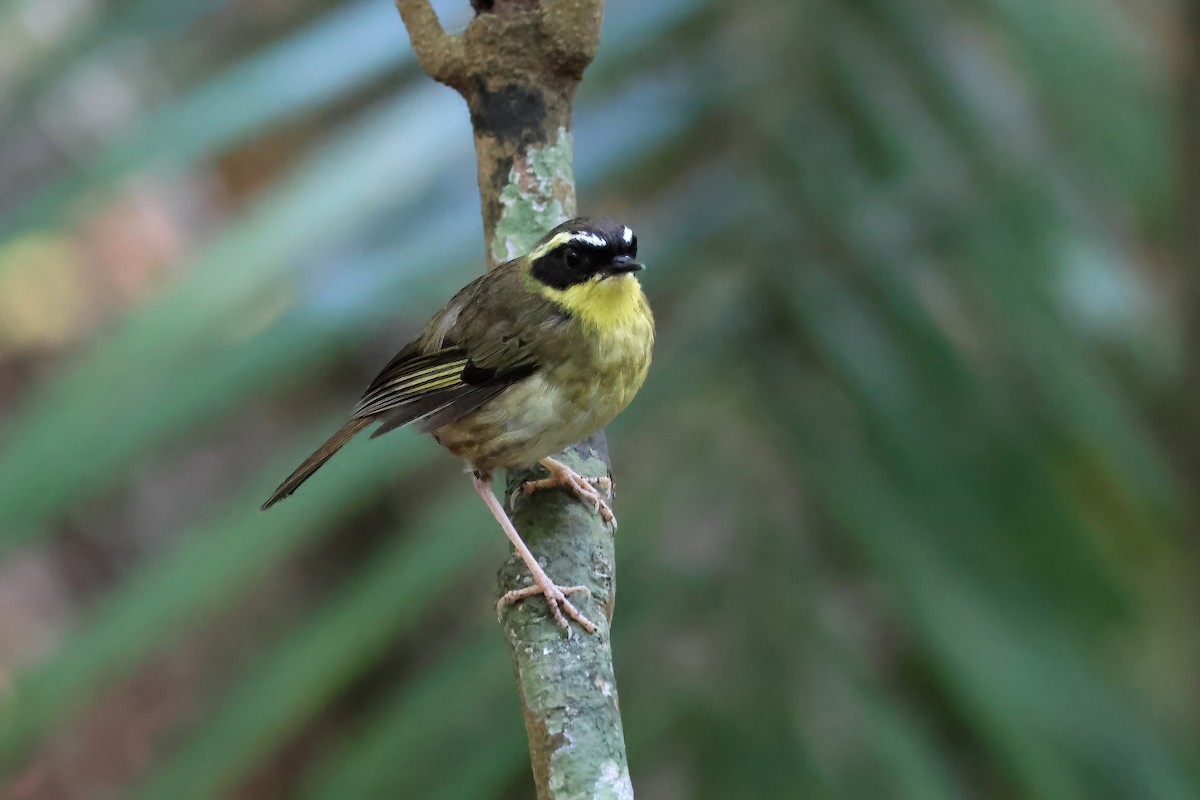 Yellow-throated Scrubwren - ML644345935