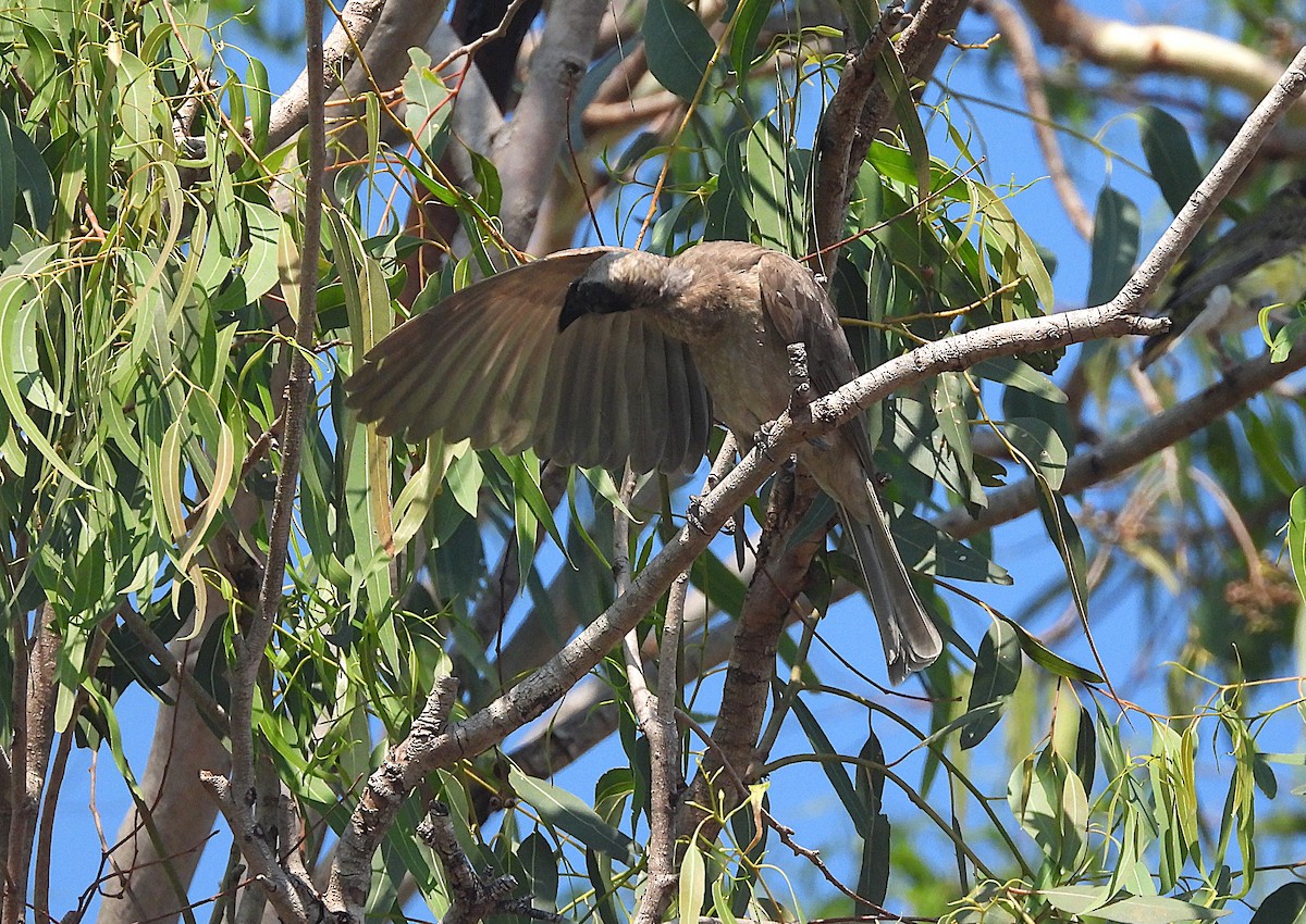 hjelmmunkefugl - ML644345936