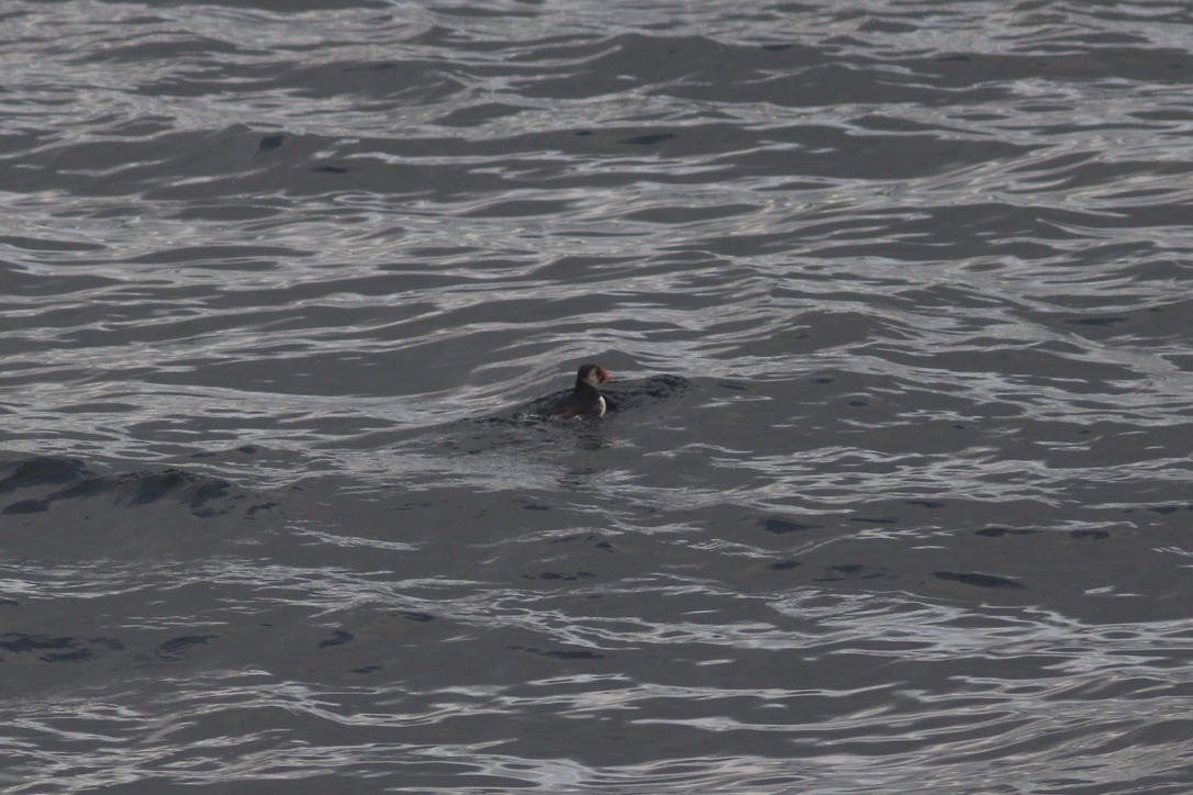 Тупик - ML644345942