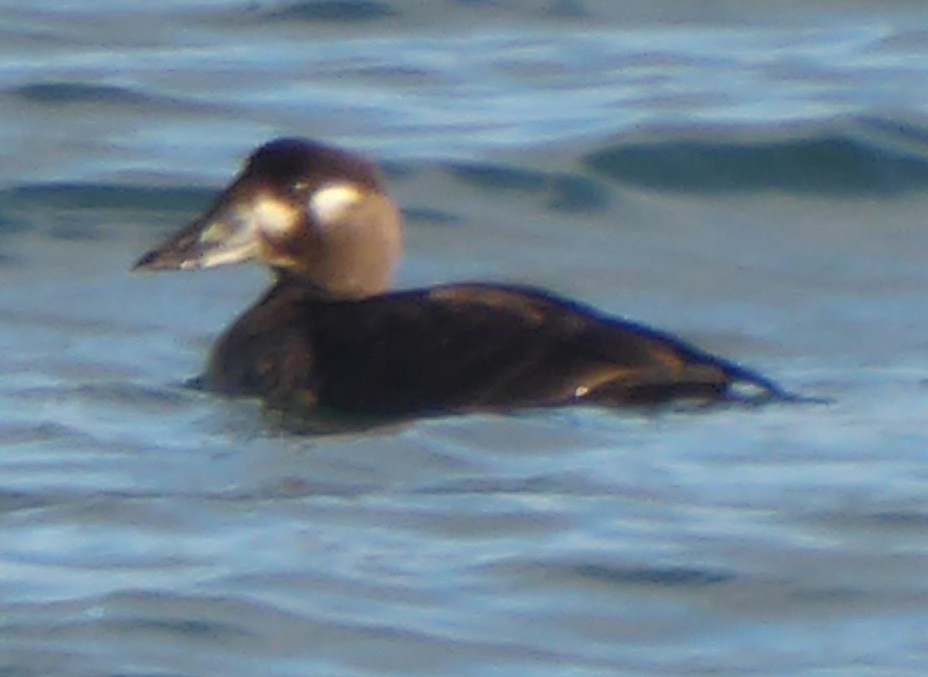 Surf Scoter - ML644345947