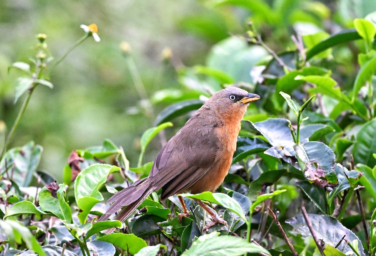 Kızıl Yedikardeş - ML644345952