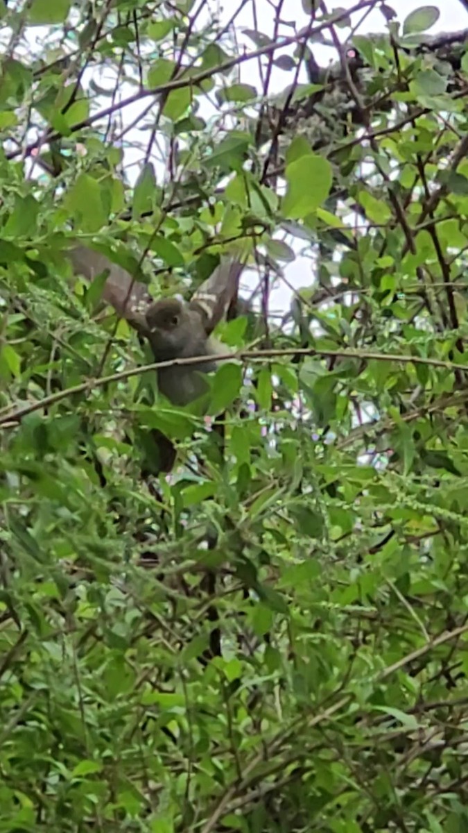 シラギクタイランチョウ - ML644345974