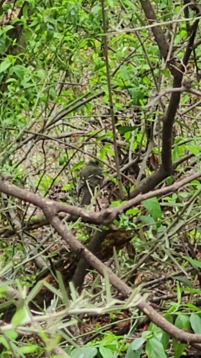 シラギクタイランチョウ - ML644345975