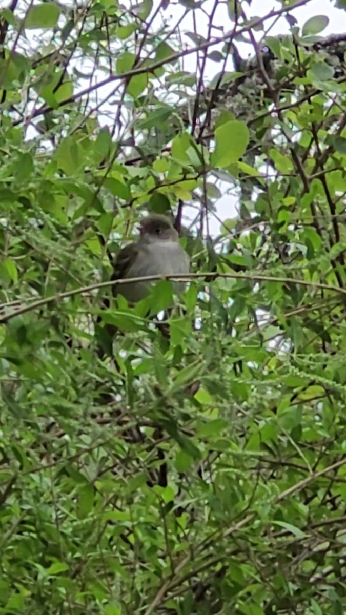 シラギクタイランチョウ - ML644345976