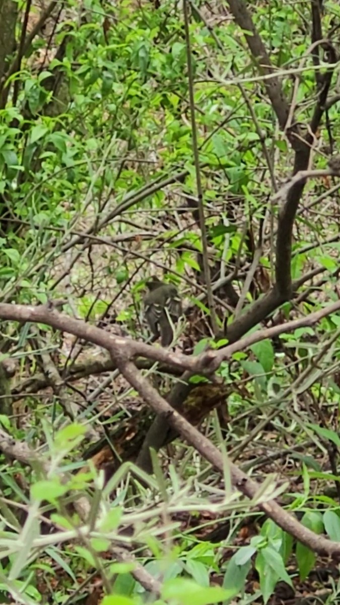 シラギクタイランチョウ - ML644345977