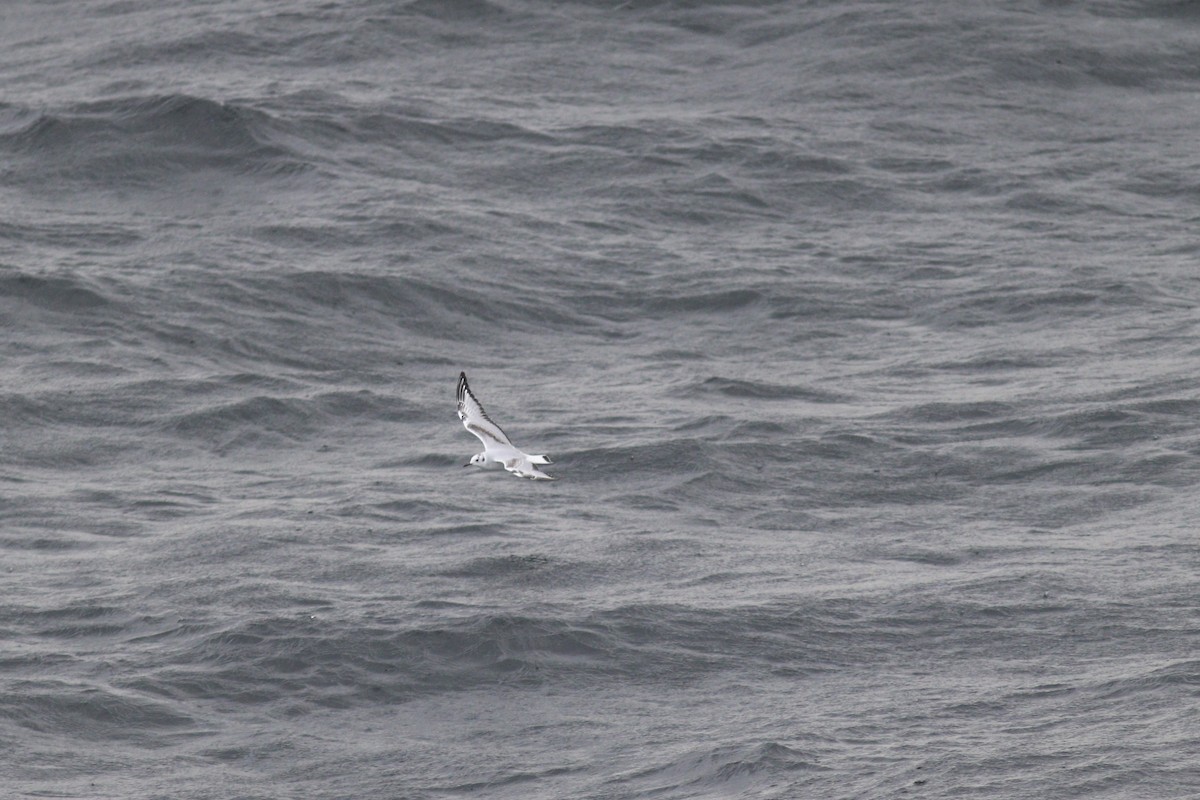 Бонапартова чайка - ML644345986