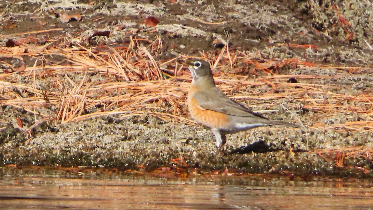American Robin - ML644345990