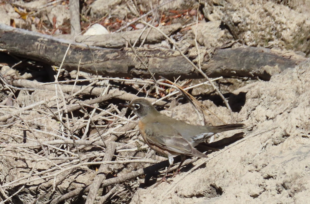 American Robin - ML644345992