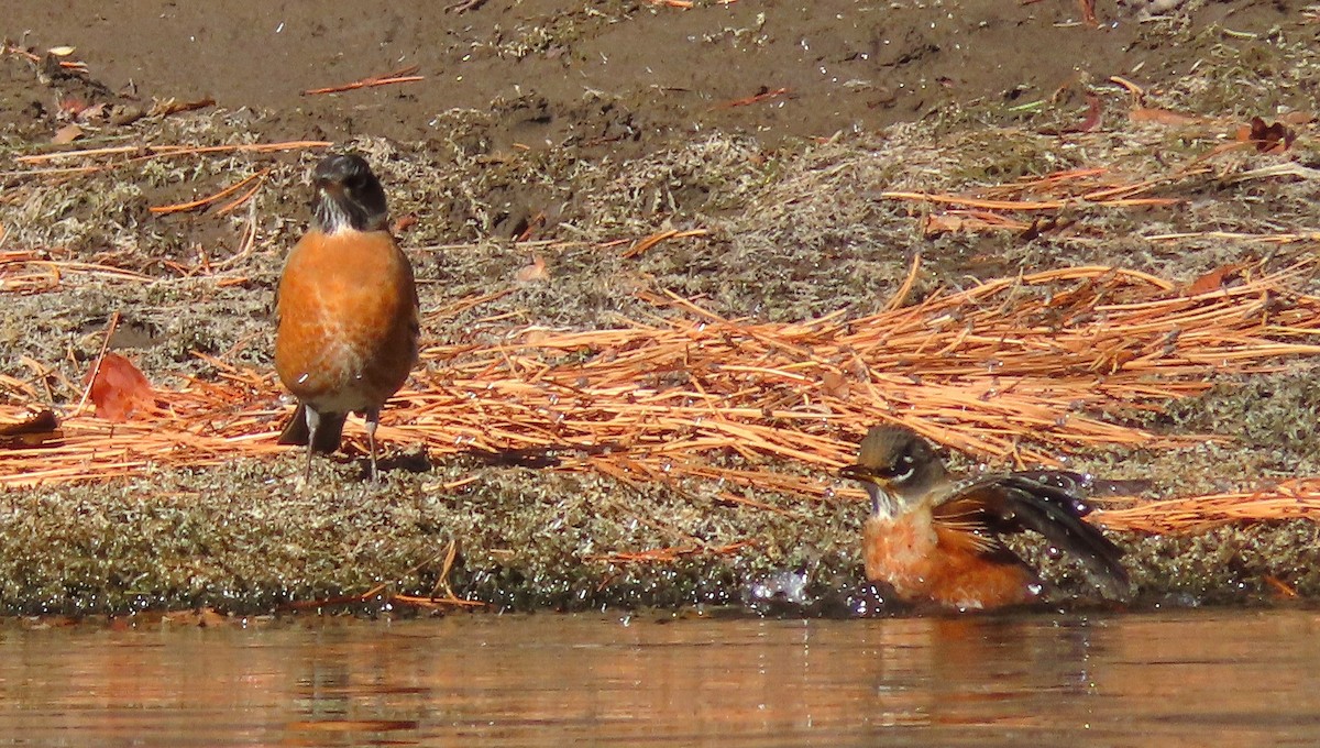 American Robin - ML644345993
