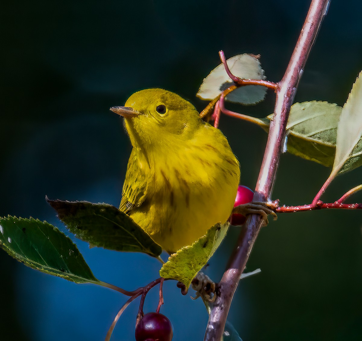 Sarı Ötleğen - ML644345999