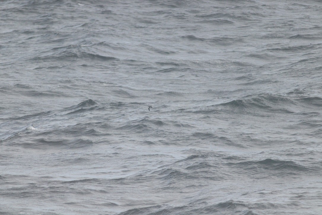 Люрик - ML644346002