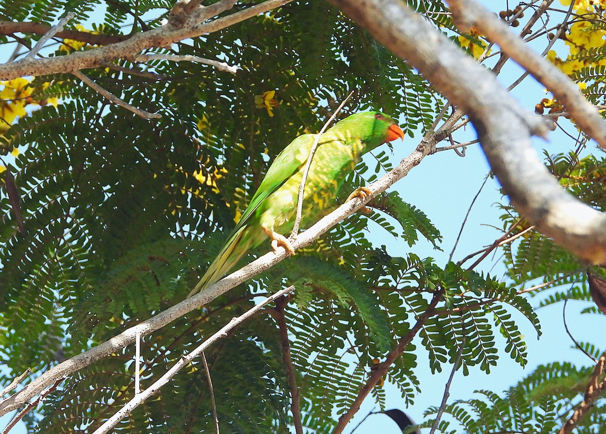 Scaly-breasted Lorikeet - ML644346006