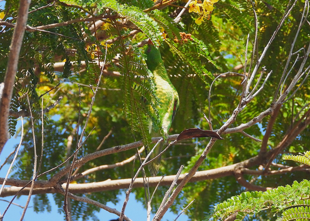 Scaly-breasted Lorikeet - ML644346008