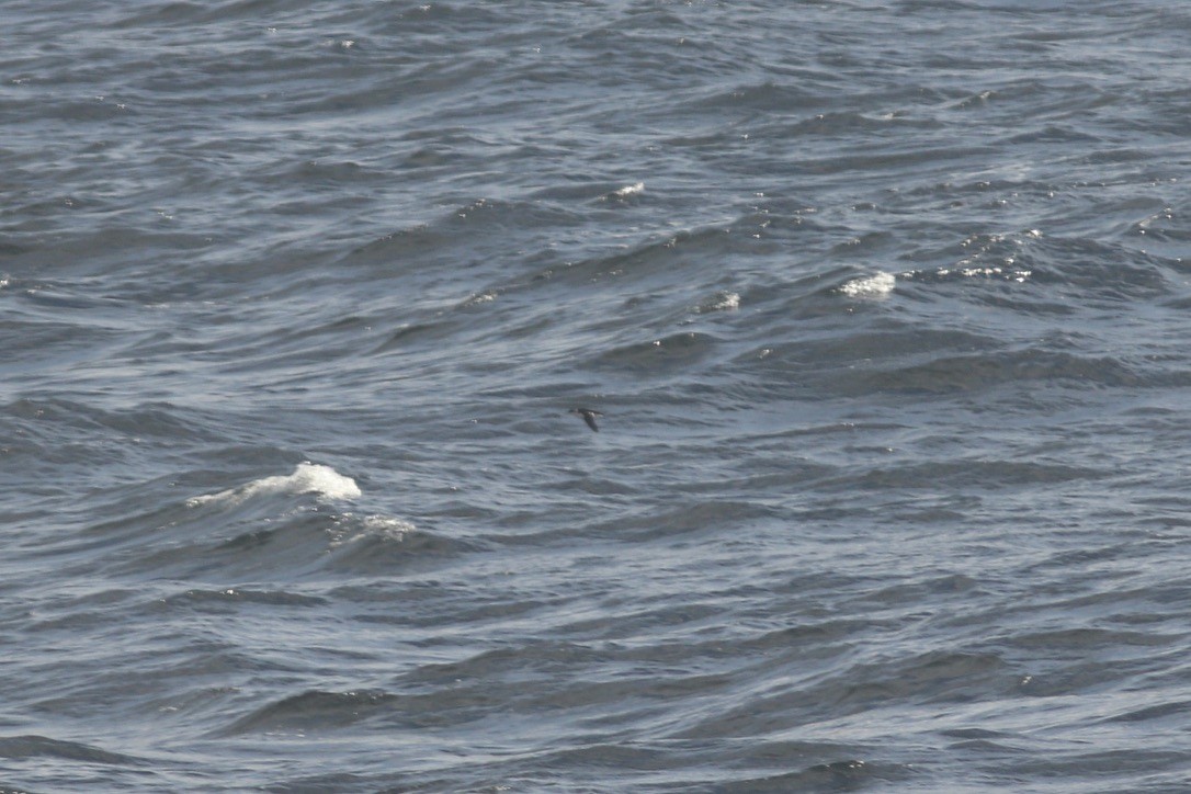 Люрик - ML644346013