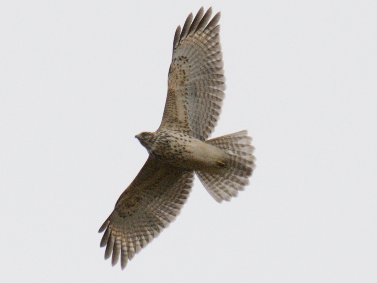 カタアカノスリ（lineatus グループ） - ML644346038