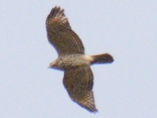 カタアカノスリ（lineatus グループ） - ML644346039