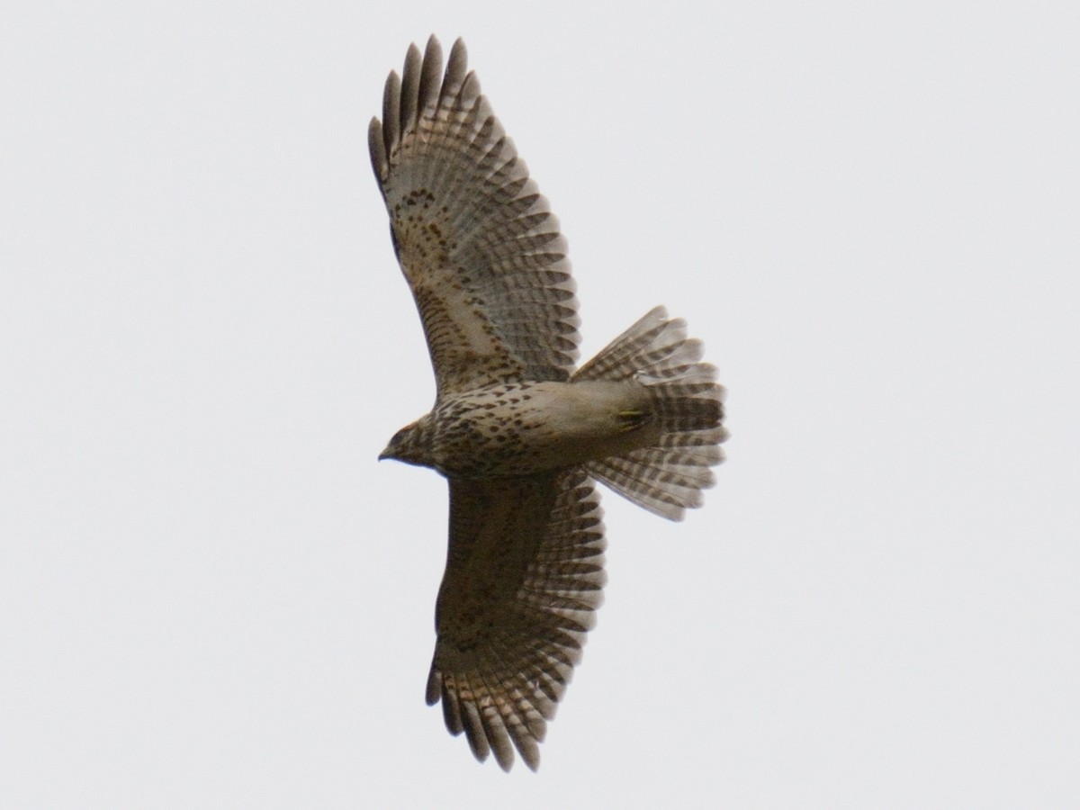 カタアカノスリ（lineatus グループ） - ML644346040