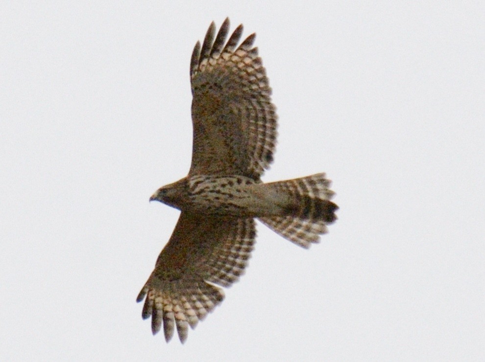 カタアカノスリ（lineatus グループ） - ML644346041