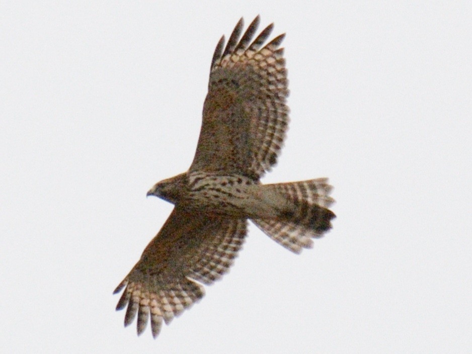 カタアカノスリ（lineatus グループ） - ML644346042