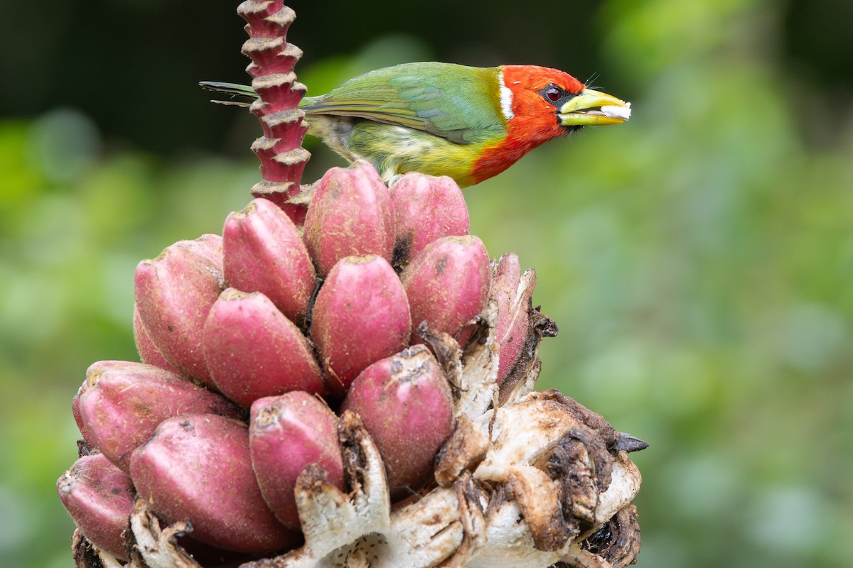 Red-headed Barbet - ML644346043
