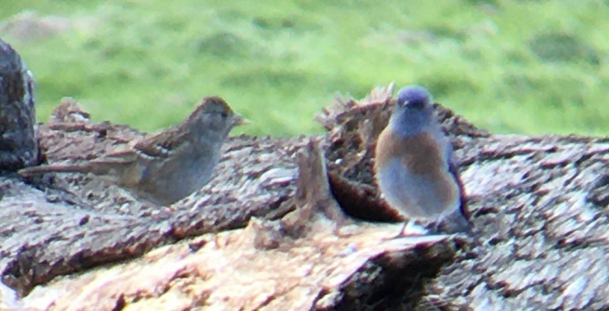 Western Bluebird - ML644346046
