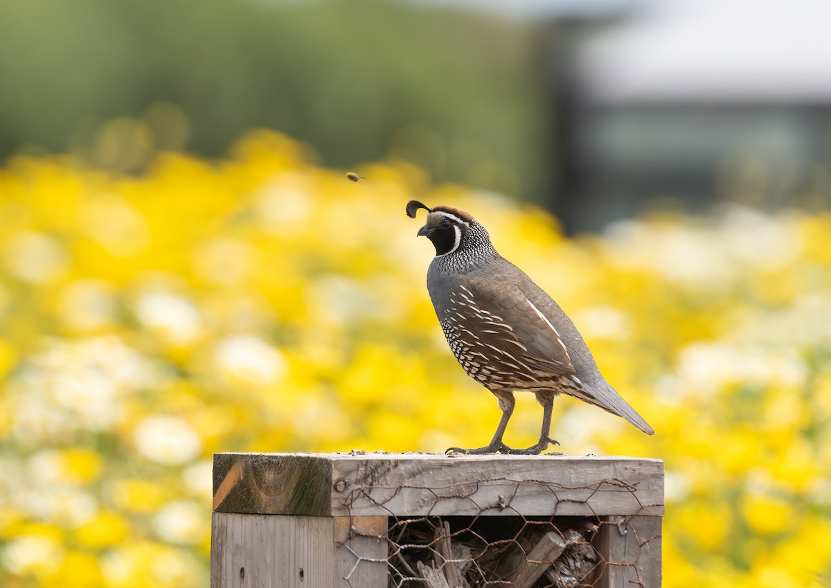 California Quail - ML644346048
